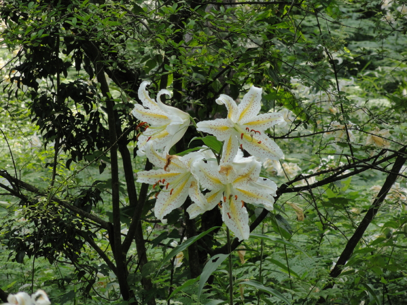 img0041.jpg