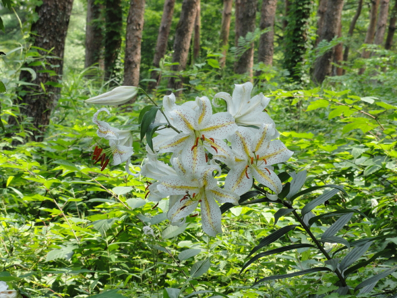 img0044.jpg