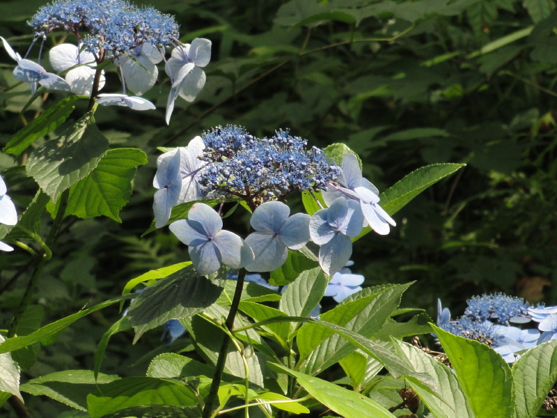 img0054.jpg