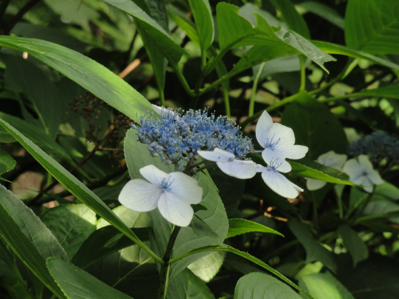 img0060.jpg