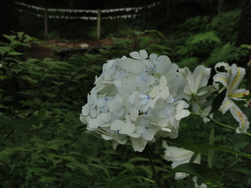 img0062.jpg