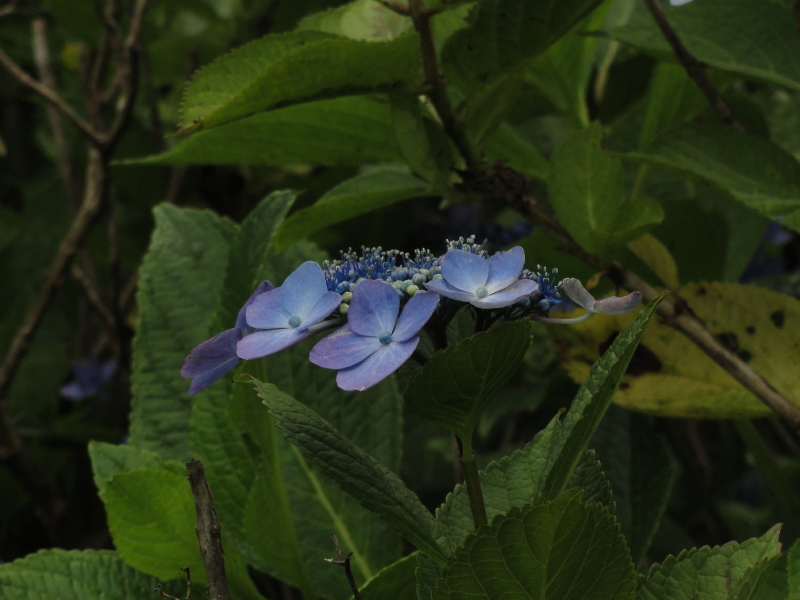 img0083.jpg