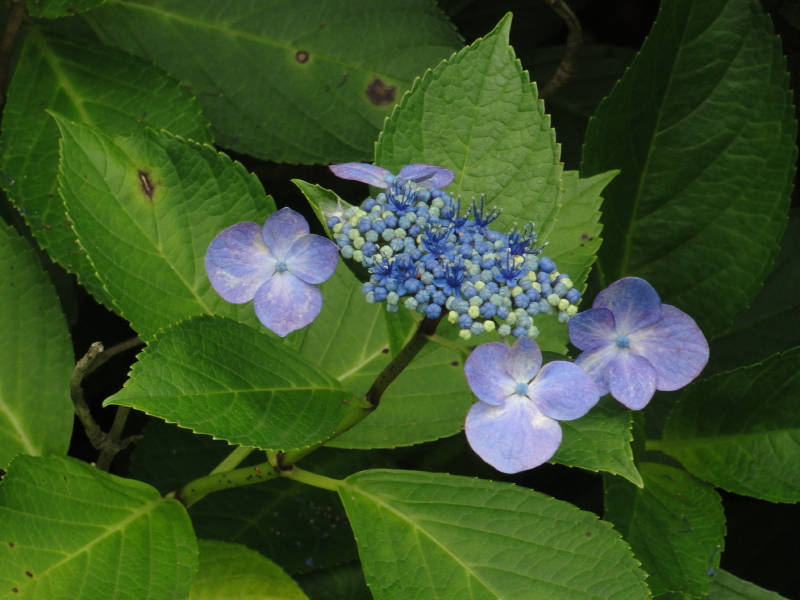 img0084.jpg