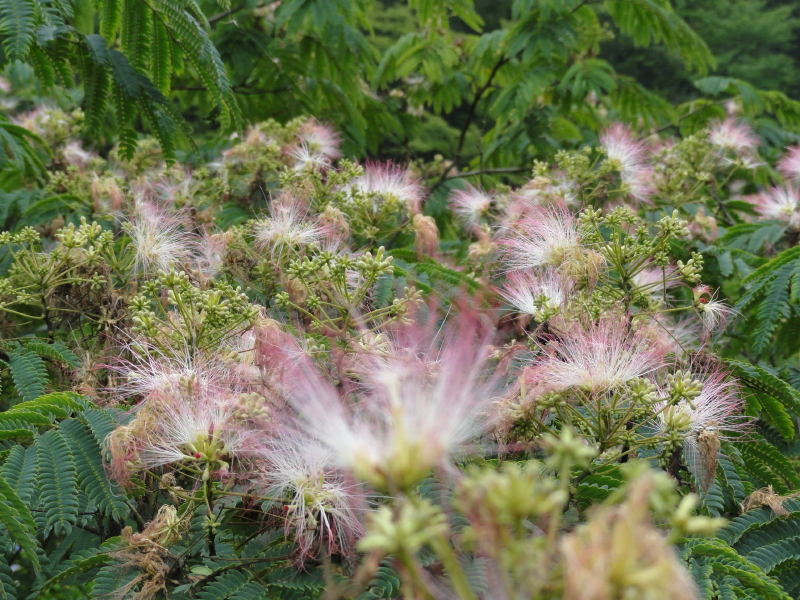 img0090.jpg