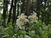img0009.jpg