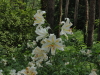 img0012.jpg