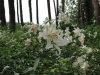 img0013.jpg