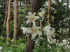 img0026.jpg
