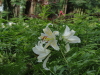 img0040.jpg