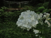 img0062.jpg