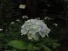 img0063.jpg