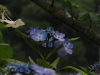 img0089.jpg