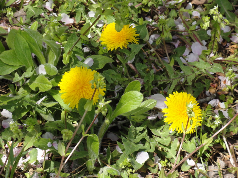 img0013.jpg
