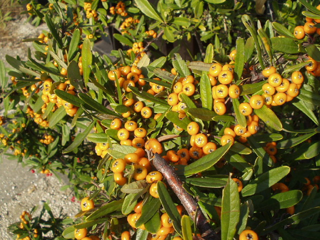 img0016.jpg
