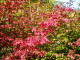 img0015.jpg