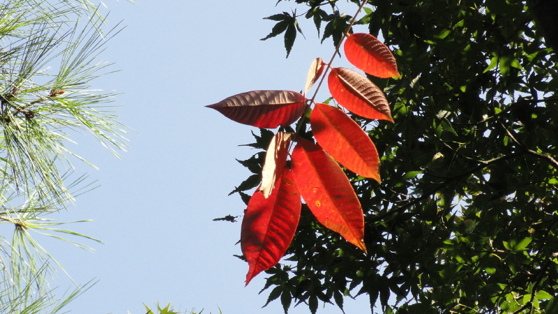 img0004.jpg