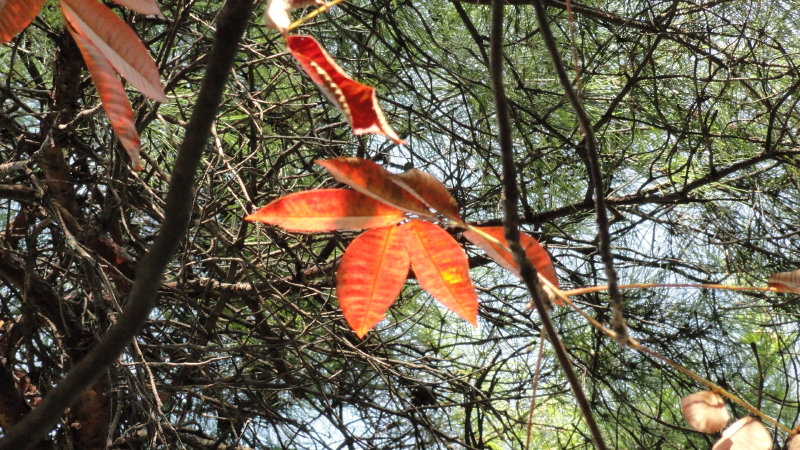 img0005.jpg