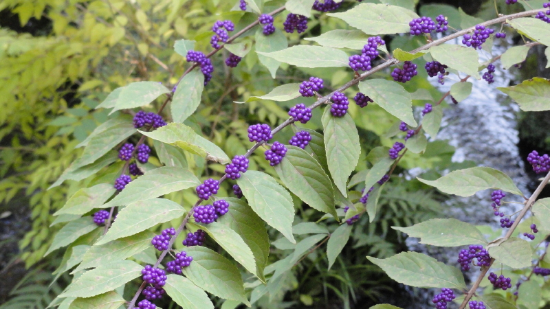 img0016.jpg