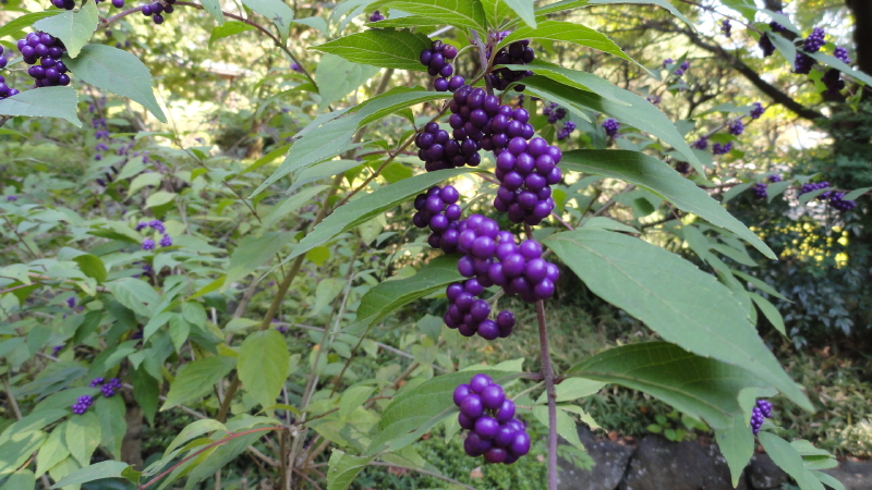 img0018.jpg