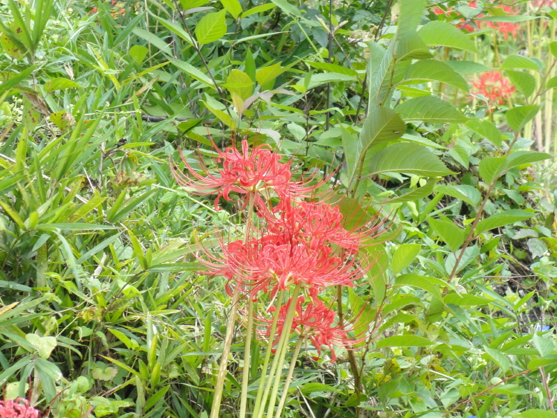 img0052.jpg