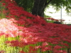 img0009.jpg