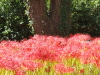 img0011.jpg