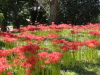 img0019.jpg