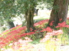 img0037.jpg