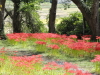 img0039.jpg