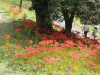 img0044.jpg