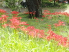 img0045.jpg