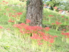 img0054.jpg