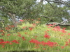 img0062.jpg