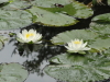 img0050.jpg