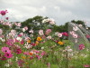img0040.jpg