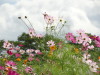 img0043.jpg