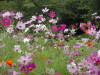 img0049.jpg