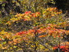 img0001.jpg