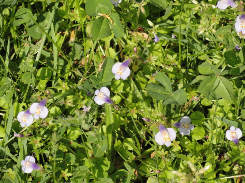 img0009.jpg