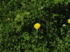 img0005.jpg