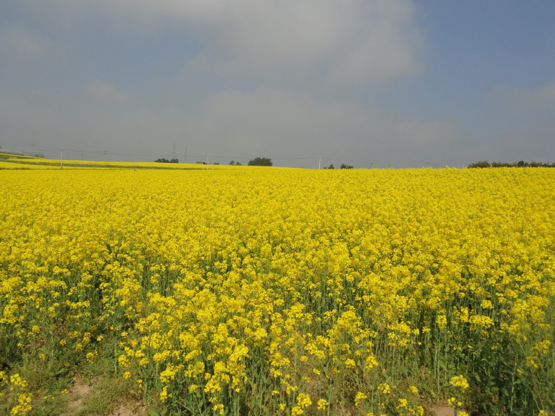 img0009.jpg