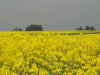 img0003.jpg