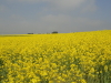 img0010.jpg