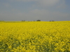 img0011.jpg