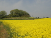 img0029.jpg