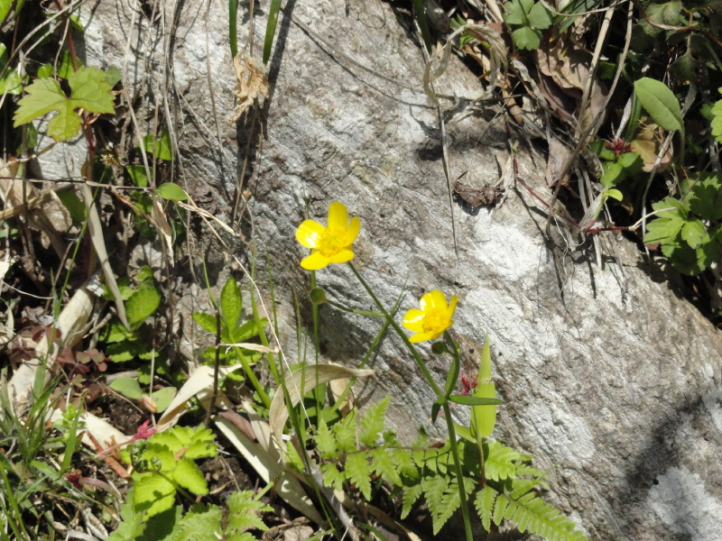 img0051.jpg
