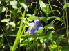 img0036.jpg