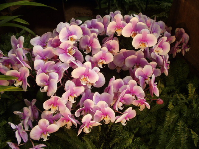 img0050.jpg