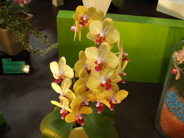 img0062.jpg