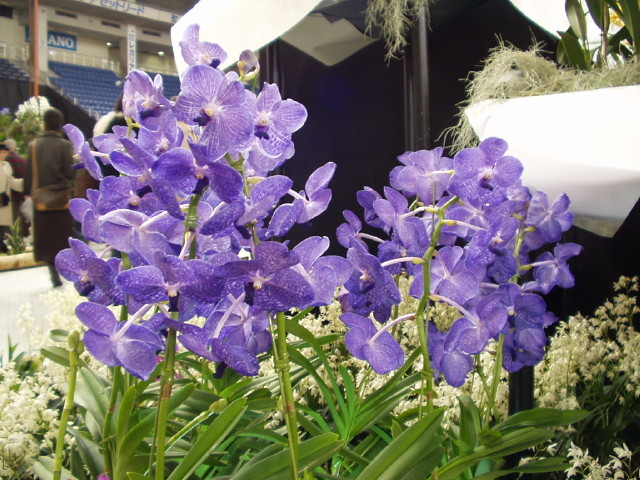 img0065.jpg